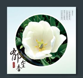 郁金香