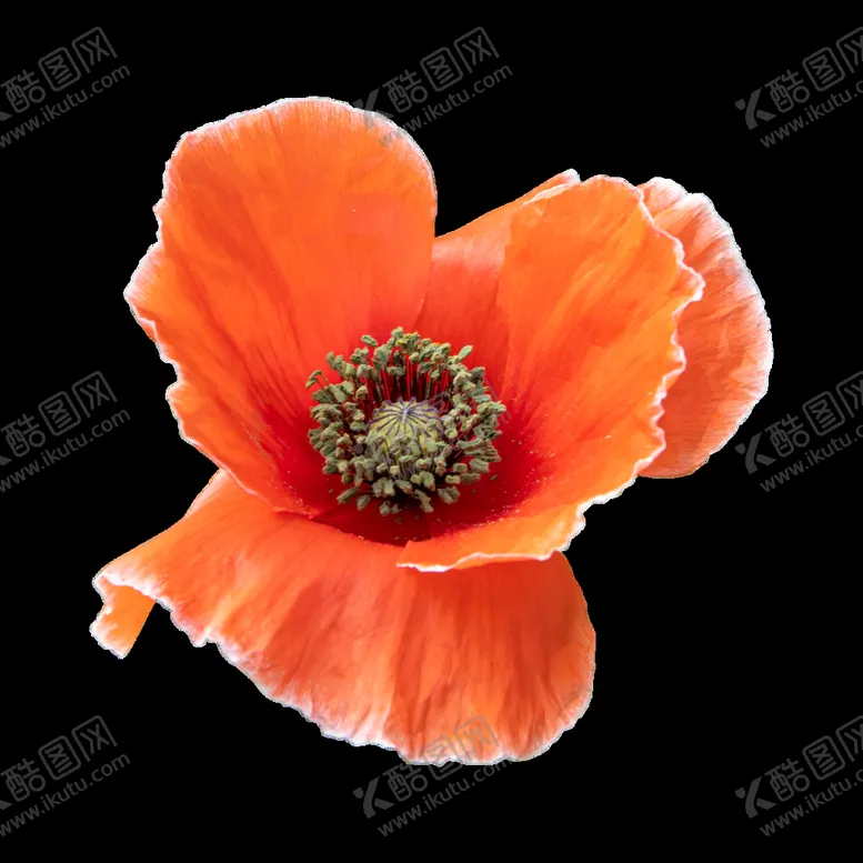 编号：97186510070148589134【酷图网】源文件下载-花卉 花朵 免扣花