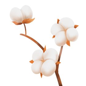 棉花
