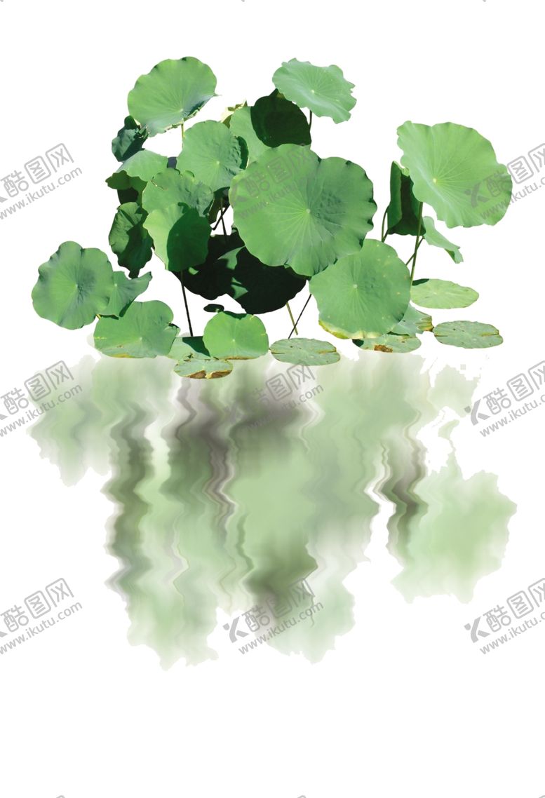 编号：11955210172129118338【酷图网】源文件下载-荷花