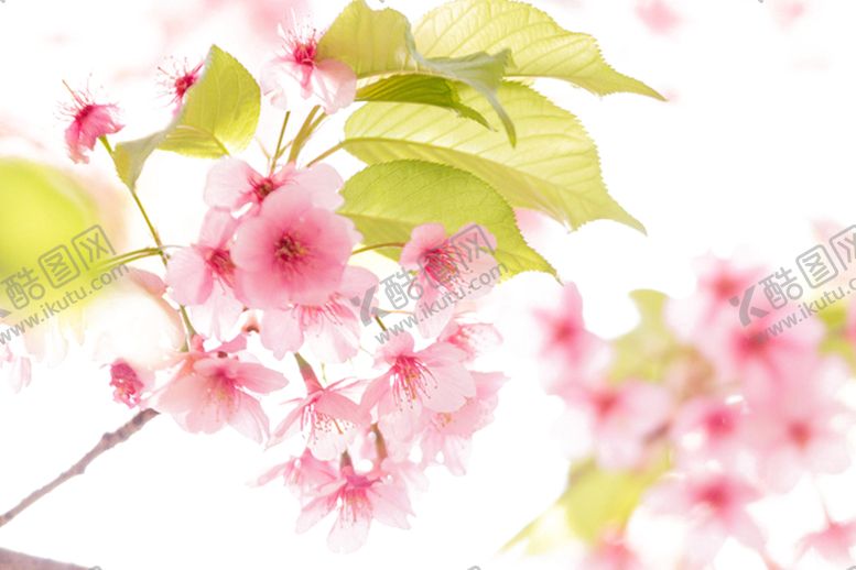 编号：99089010290046272326【酷图网】源文件下载-手绘桃花