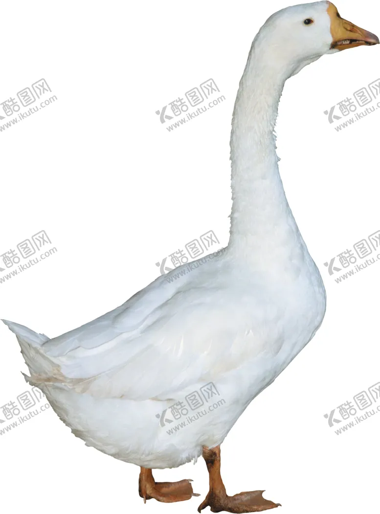 编号：97978407021734376972【酷图网】源文件下载-家禽鸭子鹅元素