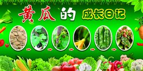 蔬菜的成长日记