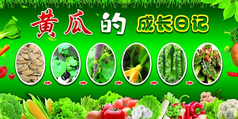 编号：51837507130842539585【酷图网】源文件下载-蔬菜的成长日记