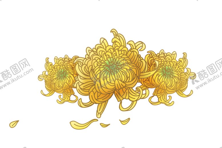 编号：30085310251917361543【酷图网】源文件下载-菊花素材