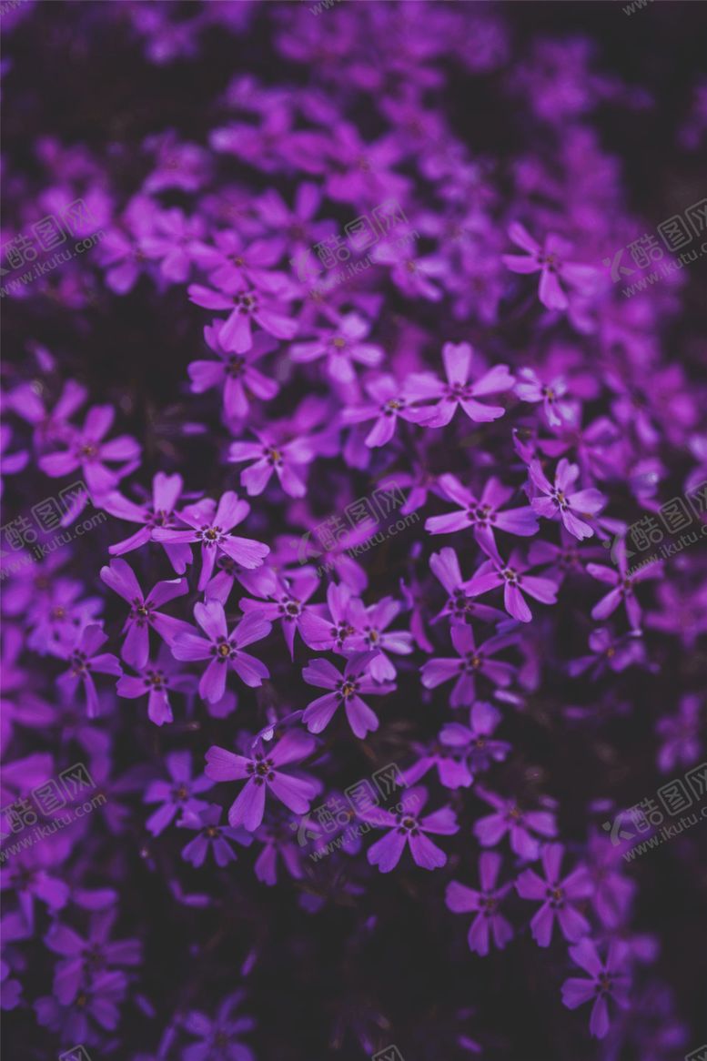 编号：44460610050935154046【酷图网】源文件下载-紫罗兰