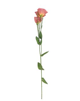单只花退底鲜花花枝花朵