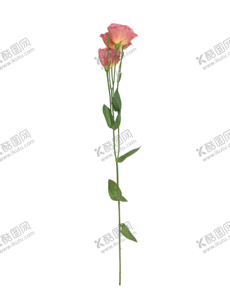 编号：12229210271604063673【酷图网】源文件下载-单只花退底鲜花花枝花朵