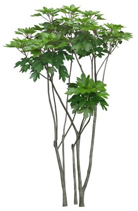 免扣植物树木素材图片