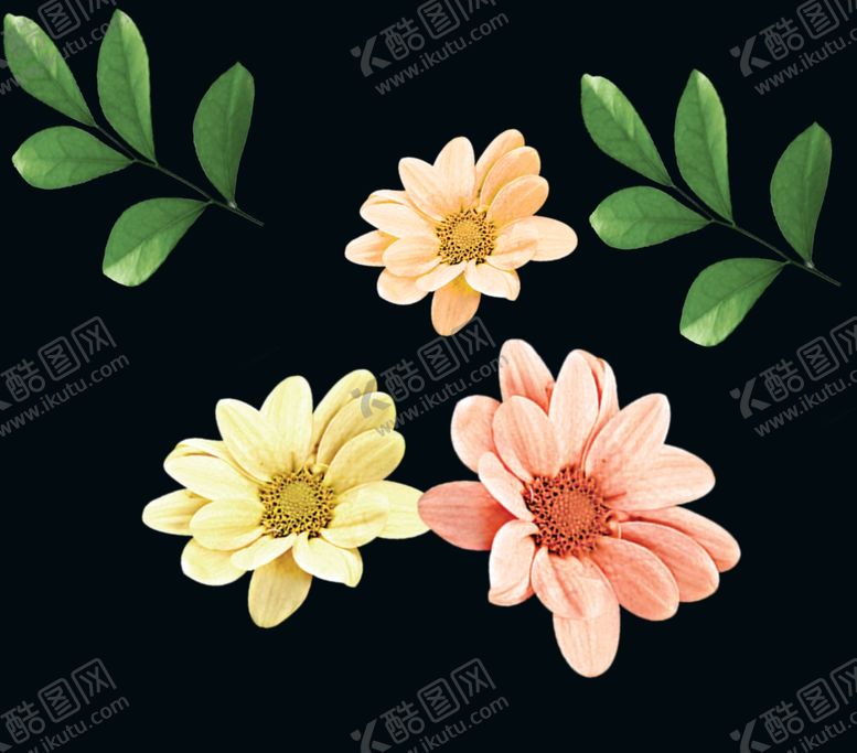 编号：77333510211744426908【酷图网】源文件下载-花叶