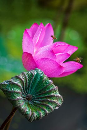 蜜蜂生物世界虫类摄影昆虫