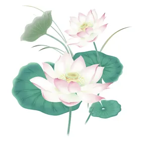 荷花背景莲素材莲标志