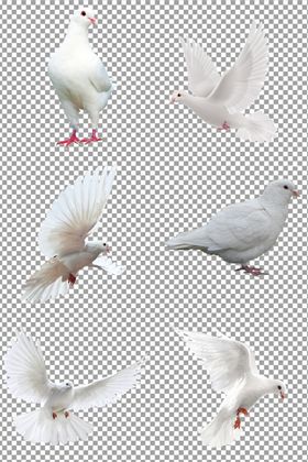 白鸽
