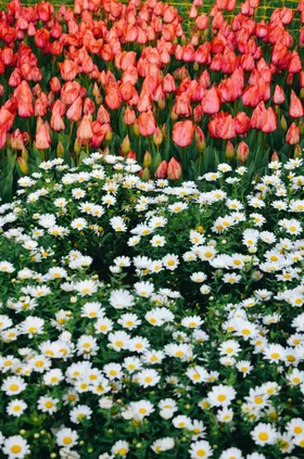 郁金香花朵花卉绽放