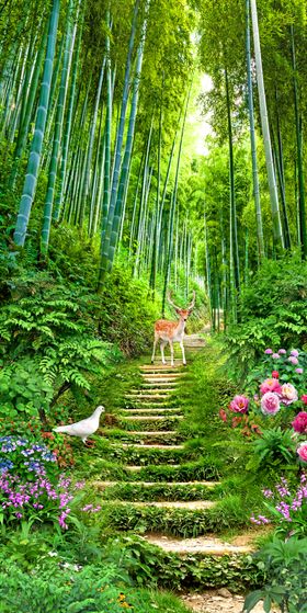 风景玄关