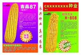 编号：78291609240802537056【酷图网】源文件下载-玉米大画