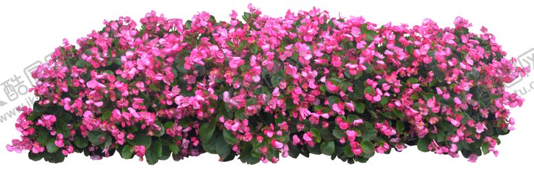 编号：90721510151943012659【酷图网】源文件下载-矮花卉