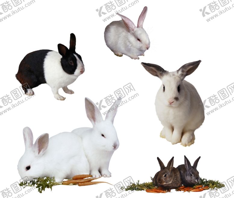 编号：57057209151856594114【酷图网】源文件下载-兔子