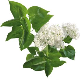 丁香花