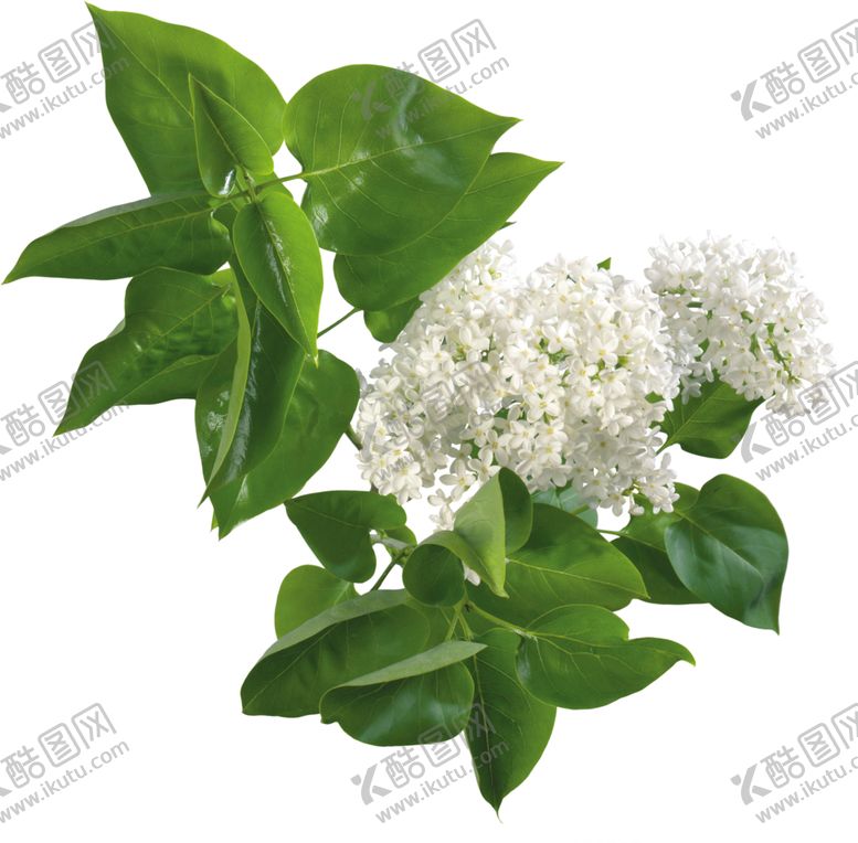 编号：82872706161026373382【酷图网】源文件下载-丁香花
