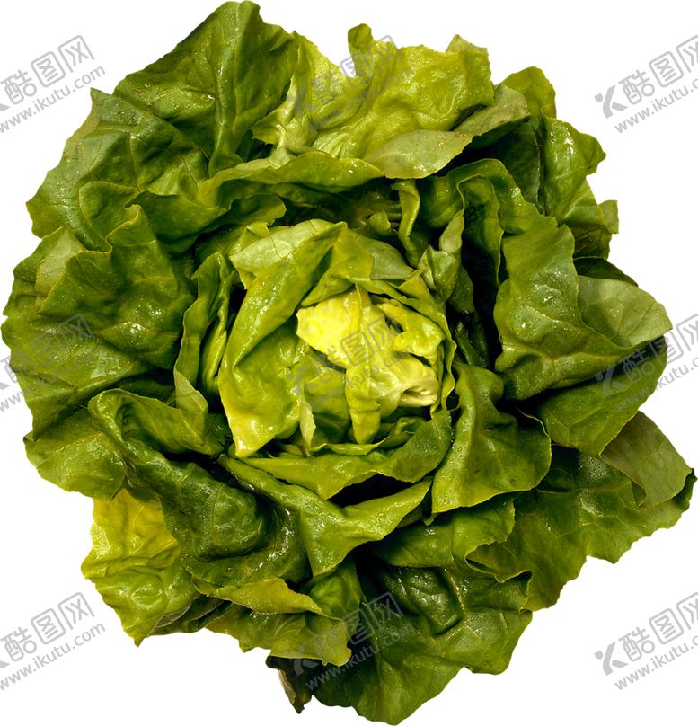 编号：94142909222212053132【酷图网】源文件下载-菠菜