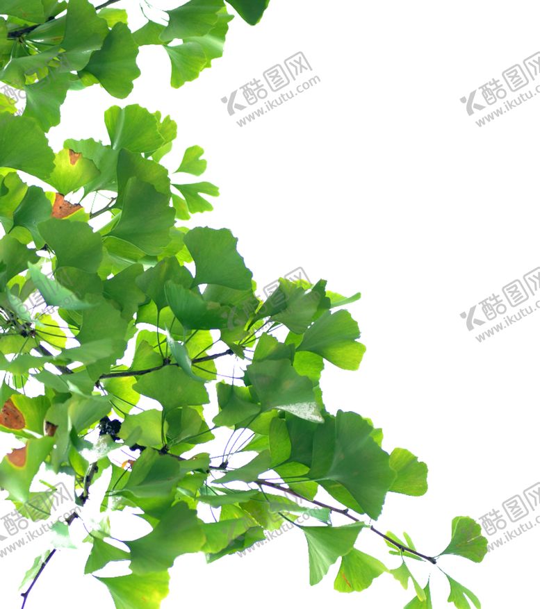 编号：77414610301523175767【酷图网】源文件下载-银杏叶