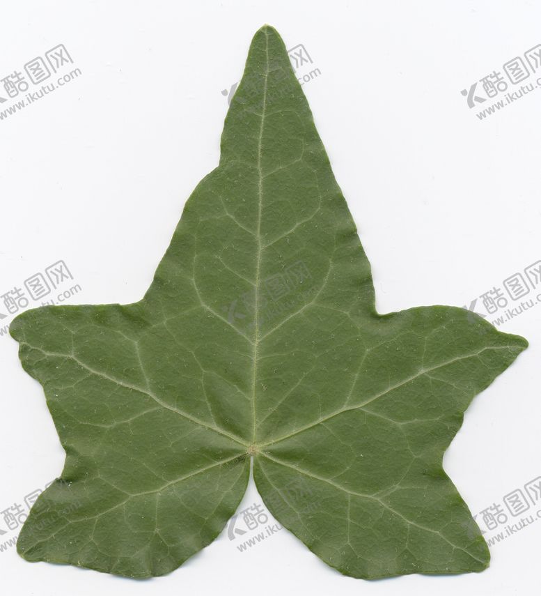 编号：67852602160628025065【酷图网】源文件下载-C4D叶子