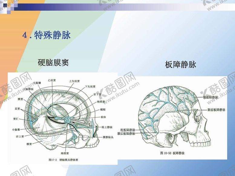 编号：14309901192106122776【酷图网】源文件下载-静脉 