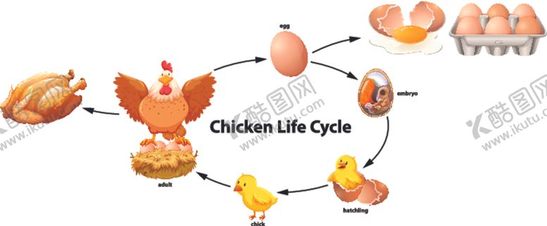 编号：44055910050234235927【酷图网】源文件下载-卡通鸡