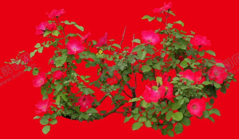 编号：30430509162038026719【酷图网】源文件下载-分层花