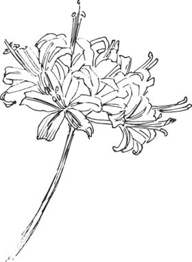 素描鲜花