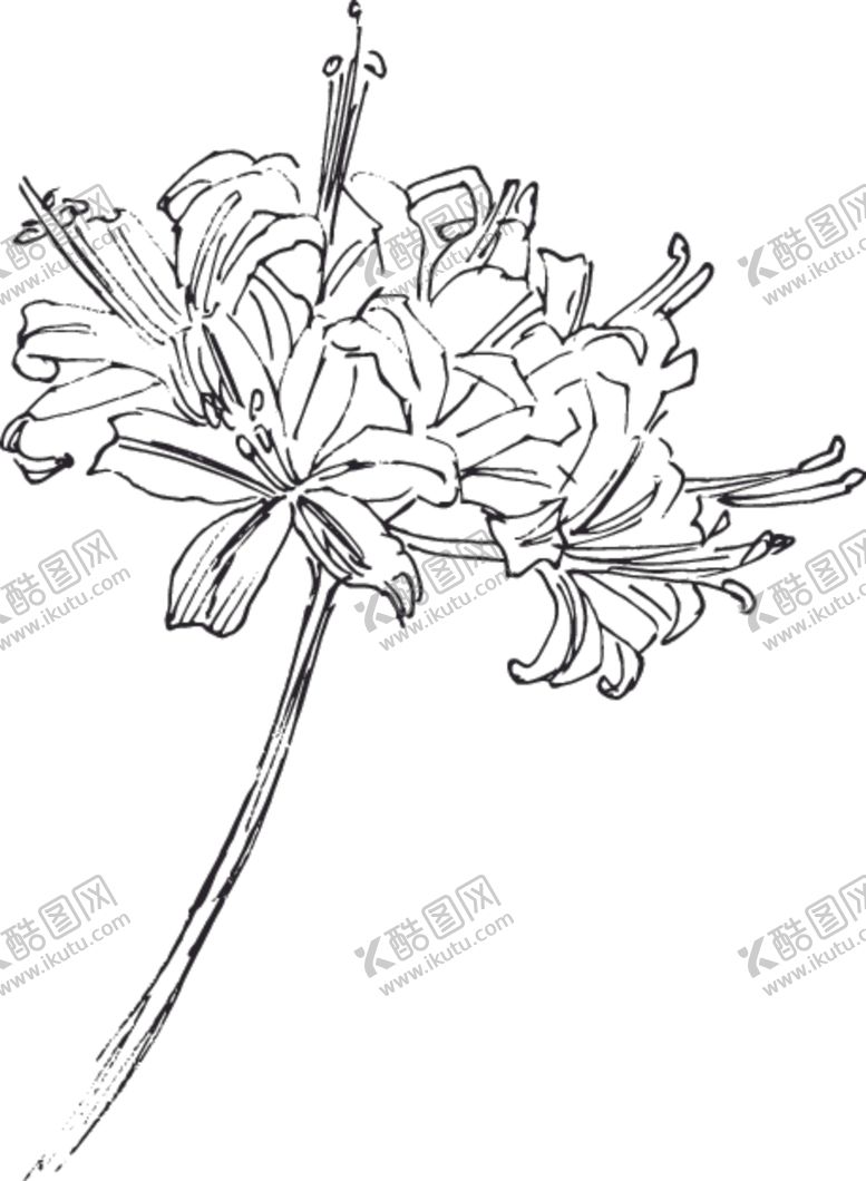 编号：80578106261539081450【酷图网】源文件下载-素描鲜花