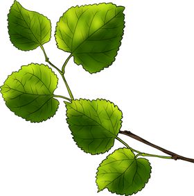 手绘绿叶
