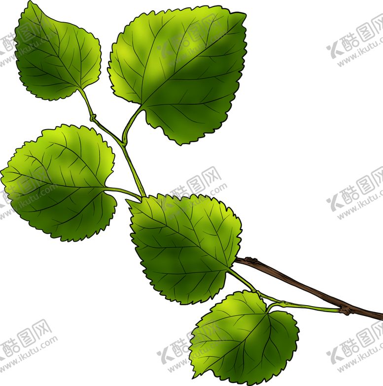 编号：67083909161608327084【酷图网】源文件下载-手绘绿叶