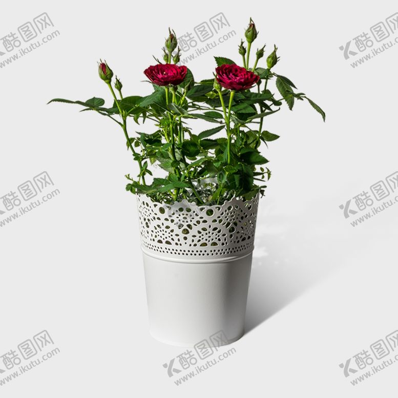 编号：46760801281848284195【酷图网】源文件下载-玫瑰花蔷薇月季PNG素材盆栽
