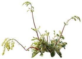 免扣花卉素材
