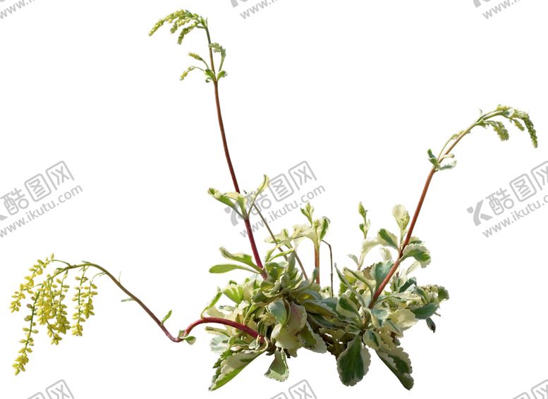 编号：57687909261208571125【酷图网】源文件下载-免扣花卉素材