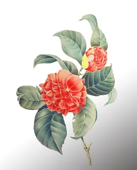 玫瑰花