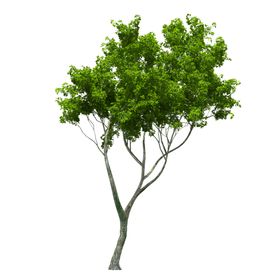 景观树