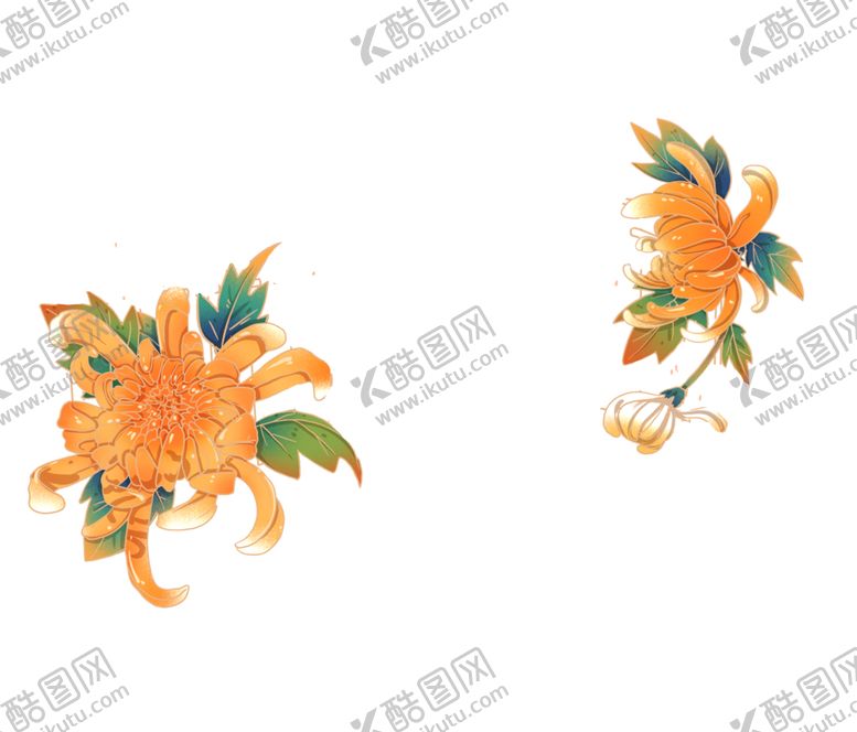 编号：69796510171221204166【酷图网】源文件下载-菊花