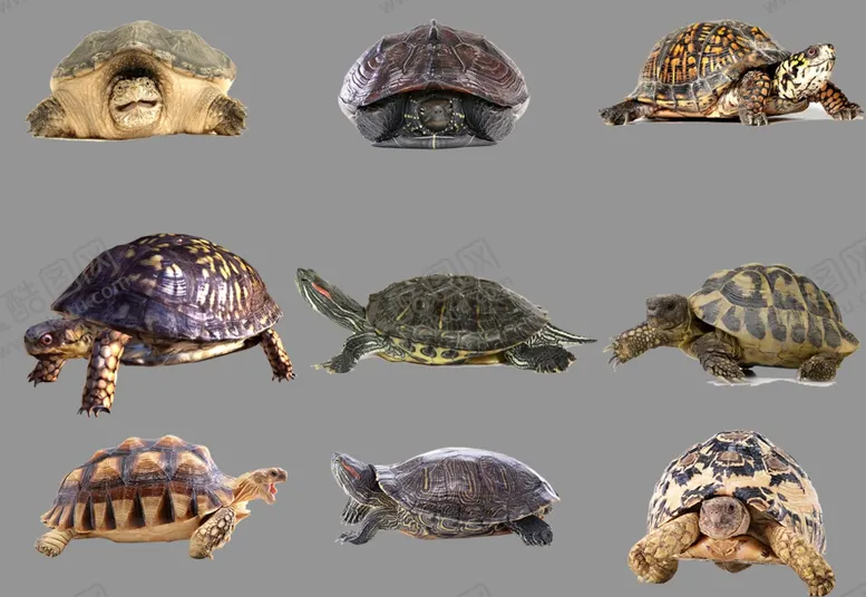 编号：25868309251019136390【酷图网】源文件下载-乌龟