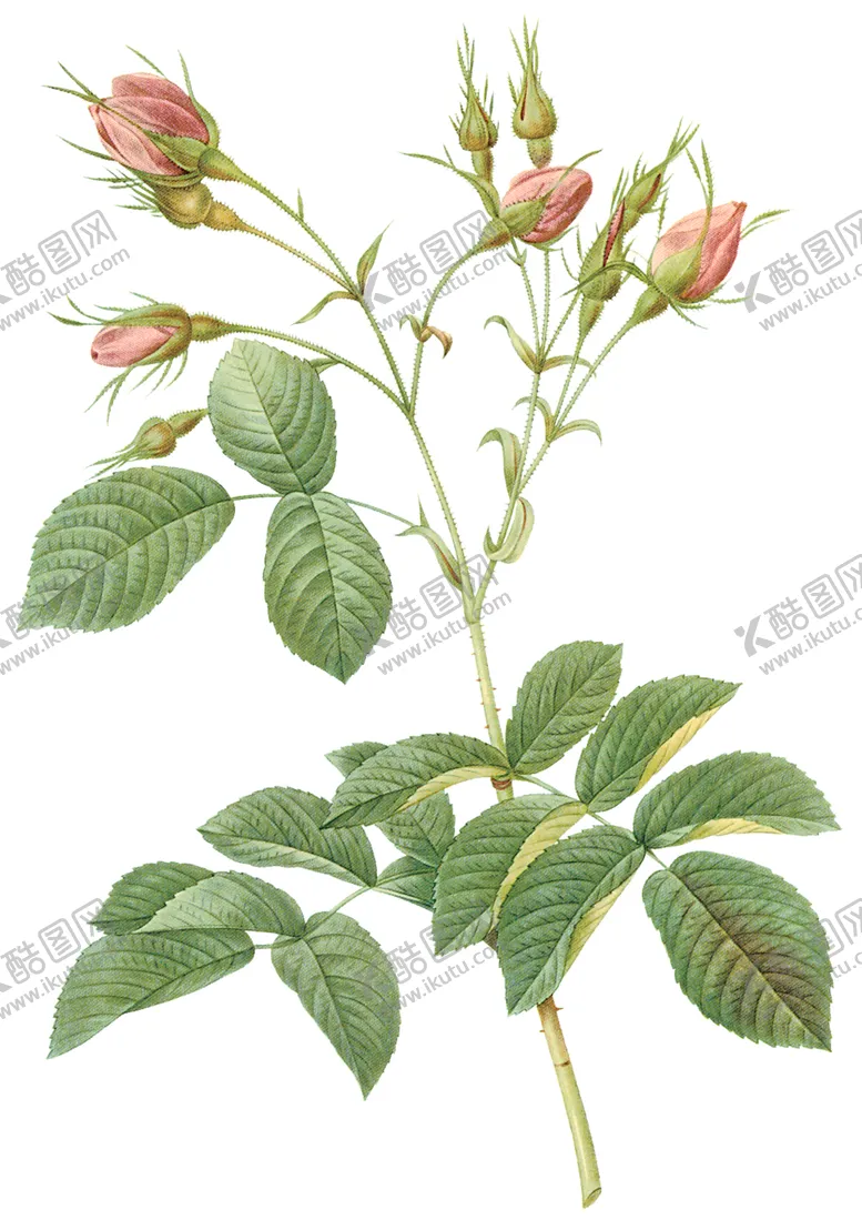 编号：40894107012351368998【酷图网】源文件下载-植物花卉油画装饰画