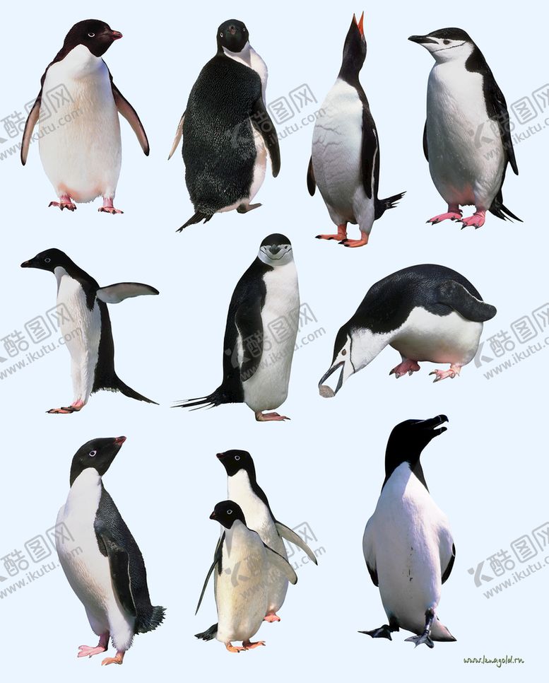 编号：29508610091911077834【酷图网】源文件下载-企鹅