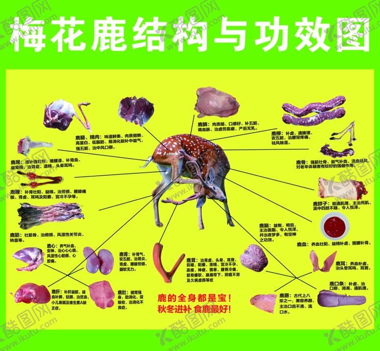 编号：47593202212122228543【酷图网】源文件下载-梅花鹿结构图