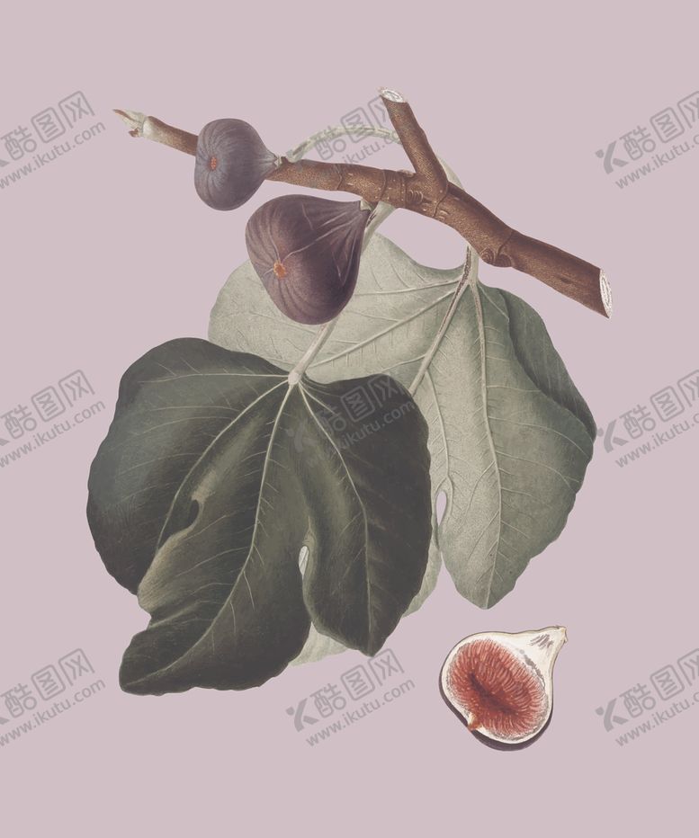 编号：31678907130122328052【酷图网】源文件下载-无花果