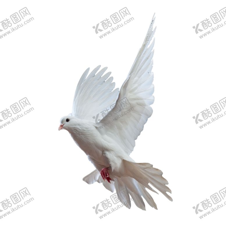 编号：54837110271353191568【酷图网】源文件下载-白鸽