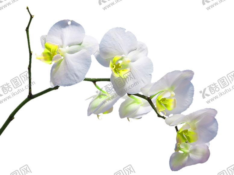编号：43904009220310519537【酷图网】源文件下载-花素材
