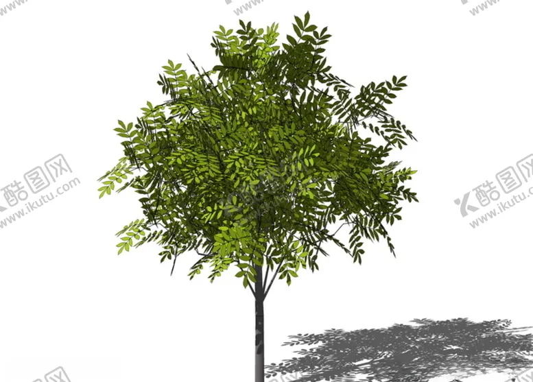 编号：48048504231405181368【酷图网】源文件下载-3D植物树SU模型