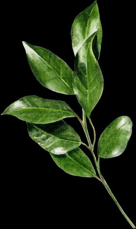 叶子绿色植物树大牌