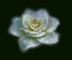 白玫瑰免抠油画手绘写实唯美朦胧